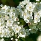 Fresh Crataegus punctata Tree Seeds