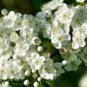 Fresh Crataegus punctata Tree Seeds
