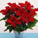 Fresh Poinsettia Euphorbia Pulcherrima potted Plant Seeds Red Flowers