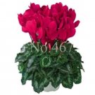 Fresh Cyclamen Seeds Dark Red Flowers