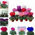 Fresh Cyclamen Seeds Mixed Flowers