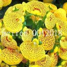 Fresh Calceolaria Seed Dicentra Spectabilis Rare Flowers