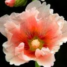 Fresh Hollyhock Flower Seeds Khaki Flowers