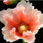 Fresh Hollyhock Flower Seeds Khaki Flowers
