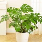 Fresh Rare Palm Turtle Leaves Monstera Seeds