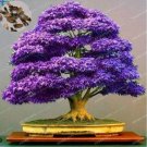 Fresh Japanese Purple Maple Seeds