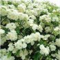 Fresh Jessamine Evergreen Plant Seeds White Flowers