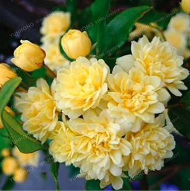 Fresh Jessamine Evergreen Plant Seeds Orange Flowers