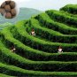 Fresh Chinese Green Tea Tree Seed Plant Tea for Healthy Seed Tea Tree Home Garden