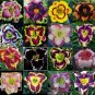 Fresh Daylily Semillas Perennial Flower Seeds Mixed