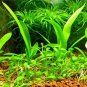 Fresh Aquarium grass Seeds (mix)