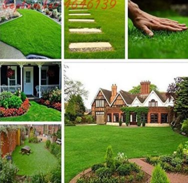 Fresh Japanese Forest Grass Lawn Seeds Perennial Evergreen