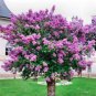 Fresh Purple Lilac Japanese Lilac Flower Seeds