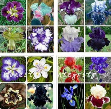 Fresh Iris Flower Seeds Mixed