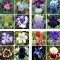 Fresh Iris Flower Seeds Mixed