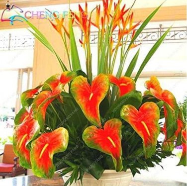 Fresh Anthurium Andraeanu Seeds Rainbow Flowers