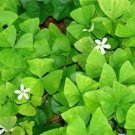 Fresh Mixed Oxalis Seeds White Flowers