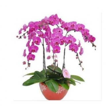 Fresh Phalaenopsis Orchid Seeds Pink Flowers
