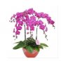 Fresh Phalaenopsis Orchid Seeds Pink Flowers