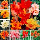 Fresh Canna Lily Seeds Mixed