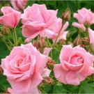 Fresh Rare Full petalled Pink Rose Heirloom Fragrant Rose Seeds