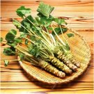 Fresh Japanese Horseradish plants Vegetable Wasabia Japonica Home Garden Seeds
