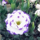 Fresh Lisianthus Eustoma Seeds White Double Flowers with Purple Edge