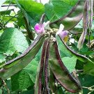 Fresh Purple Sweet Pea Red Side Eyebrow Bean Seeds