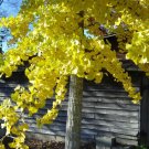 Fresh Ginkgo Biloba Seeds