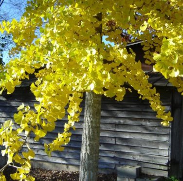 Fresh Ginkgo Biloba Seeds