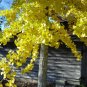 Fresh Ginkgo Biloba Seeds