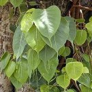 Fresh Ficus religiosa | Peepul Seeds