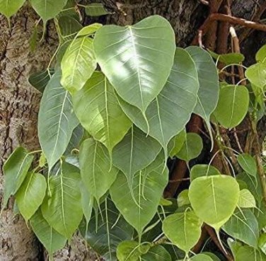 Fresh Ficus religiosa | Peepul Seeds