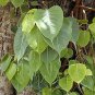 Fresh Ficus religiosa | Peepul Seeds