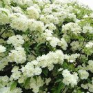 Fresh Double Murraya Paniculata Orange Seeds Jasmine White Fragrant Flowers