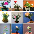 Fresh Chinese Rare Mini Rose Flower Plant Seeds Mixed