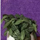 Fresh Fittonia verschaffeltii Seeds