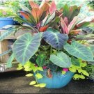 Fresh Caladium Selling Perennial FlowersThe Garden and Home Beautify in Balcony Seeds