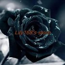 Fresh Black Rose Seeds Double Flowers