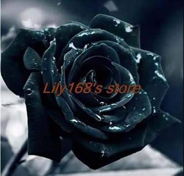 Fresh Black Rose Seeds Double Flowers