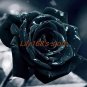 Fresh Black Rose Seeds Double Flowers