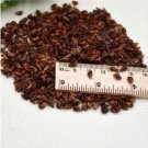 Fresh Rare Black Grape Seed Dwarf Seed Fruit Heirloom Organic Fruit