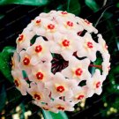 Fresh Hoya Seeds Ball Type Light Pinkish White with Red Centre