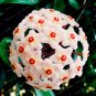 Fresh Hoya Seeds Ball Type Light Pinkish White with Red Centre