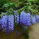 Fresh Blue Wisteria Seeds
