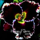 Fresh Hybrid Daylily Flowers Seeds Redish Black Flowers with White Edge