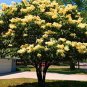 Fresh Yellow Lilac Flower Seeds