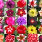 Fresh Fresh Real Adenium Obesum semillas Seeds