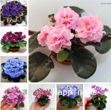 Fresh African Violet Seeds Mixed
