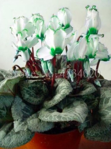 Fresh Cyclamen Flower Seeds White Semi double Flowers with Green Damask Edge